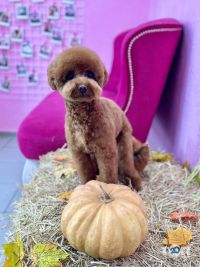 Грумінг на набережній Перемоги Дніпро фото