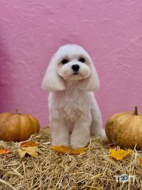 відгуки про Грумінг на набережній Перемоги фото