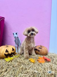 Грумінг на набережній Перемоги відгуки фото