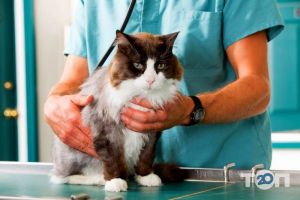 Ветеринарні клініки Vet Friend фото