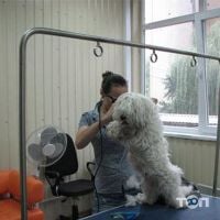 Ветеринарная клиника доктора Медведева Киев фото