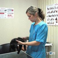 Ветеринарная клиника доктора Медведева отзывы фото