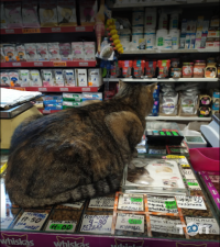 Кот+Пес, ветеринарный центр фото