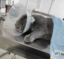 Vet-Help, ветеринарная клиника фото