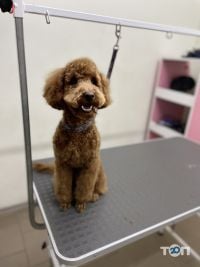 Gentle Pet Grooming Centre Київ фото