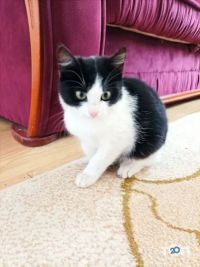 Ветеринарная аптека на Руской фото