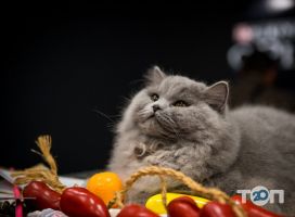 Зоомагазини і послуги для тварин Лукомор'є фото