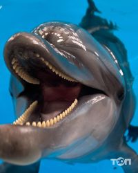 Оскар, дельфинарий фото