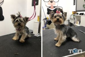 Van Dog, парикмахерская для животных фото