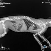 компания Merlion фото