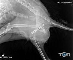 Merlion, ветеринарная клиника - фото 8