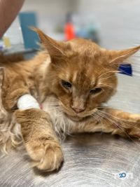 Merlion, ветеринарная клиника - фото 9