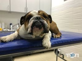 Merlion, ветеринарна клініка - фото 9