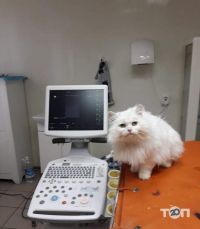 відгуки про ННВ ветеринарна клініка ФВМ фото