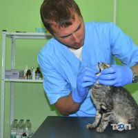 Ветеринарні клініки Рудий кіт фото