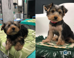 отзывы о Тритон фото