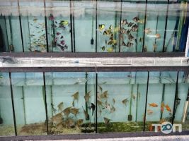 Пташиний Ринок відгуки фото