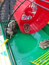 Пташиний Ринок, послуги з тимчасового проживання домашніх тварин фото