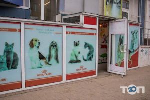 Шиншилка, зоомагазин фото