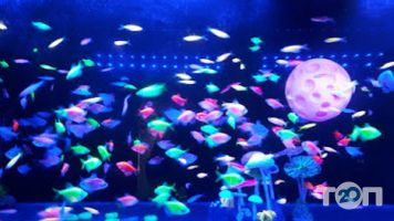 Zoomarket відгуки фото