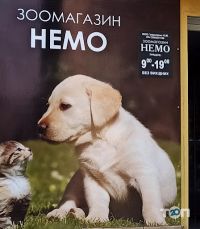 відгуки про Немо фото