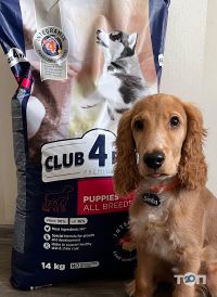 Shop pet petslike.net Львів фото