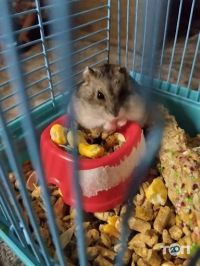 Зоомагазини і послуги для тварин БелліZoo фото