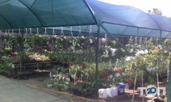 Rozina, магазин товарів для дому фото