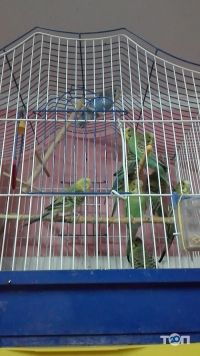 Любимчик Кривий Ріг фото