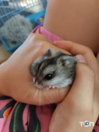 БелліZoo, зоотовари та акваріумістика фото