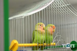 Goldfish відгуки фото