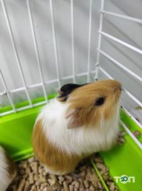 Зоомагазини і послуги для тварин Goldfish фото