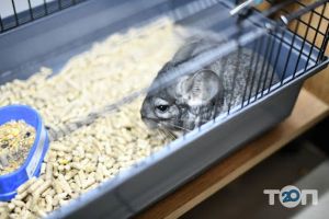 Goldfish Львів фото