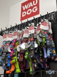 Кіт-пес Львів фото