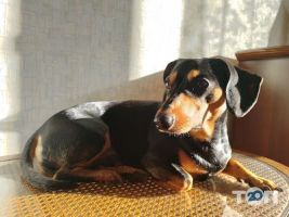 Zoolandia.com.ua отзывы фото