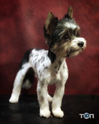 Грумінг-салон на просп. Перемоги фото