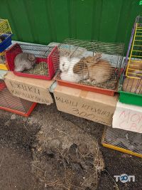 Пташиний ринок відгуки фото