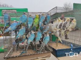 Пташиний ринок Харків фото
