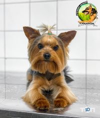 відгуки про Зоомагазин champion фото