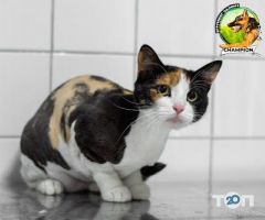 Зоомагазин champion відгуки фото