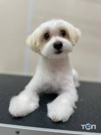 Лапки, грумінг-салон фото