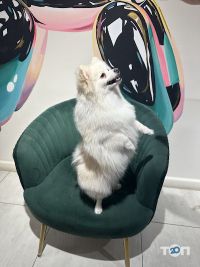 відгуки про Лапки фото