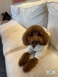 Лапки відгуки фото