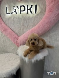 Зоомагазини і послуги для тварин Лапки фото