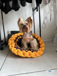 Лапки Одеса фото