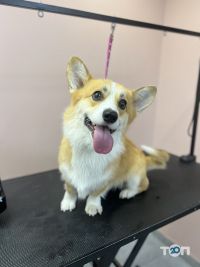 Зоомагазини і послуги для тварин Bloom Groom фото