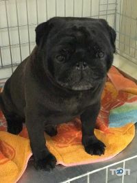 Зоомагазини і послуги для тварин Center ZOO фото