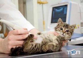 Vet Friend відгуки фото