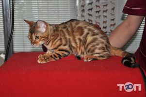 Vet Health Вінниця відгуки фото