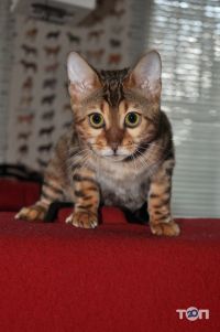 Vet Health, ветеринарна клініка - фото 8